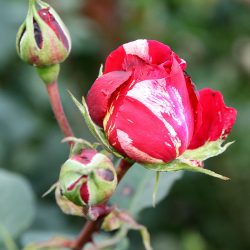 Mehrfarbige Rose mit Knospen
